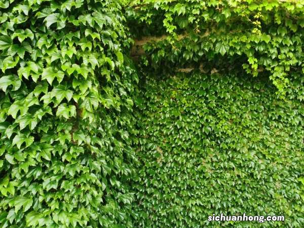 爬山虎的养殖方法和注意事项,施肥过量怎么办