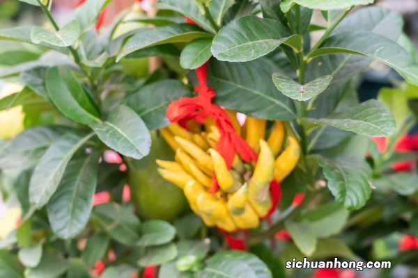 佛手果的功效,佛手果图片