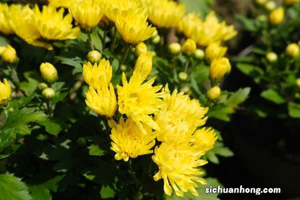 菊花小苗怎么养,什么季节种最好