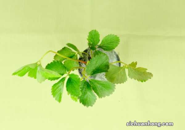 大棚草莓一年结几次果,什么时候结果