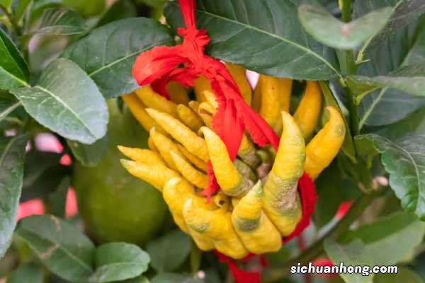 佛手的功效与作用以及副作用