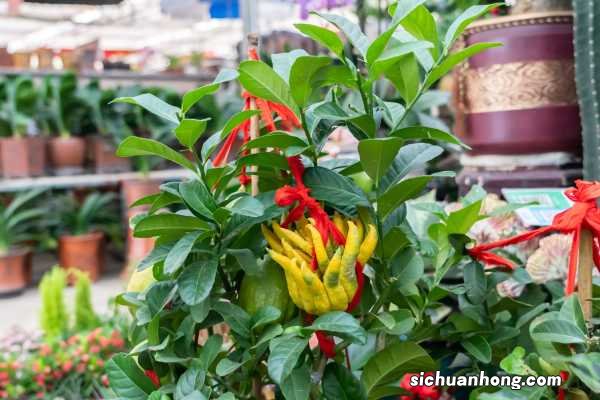 佛手的功效与作用以及副作用