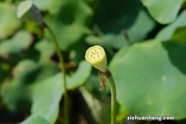 荷花小苗怎么养,怕太阳直射吗