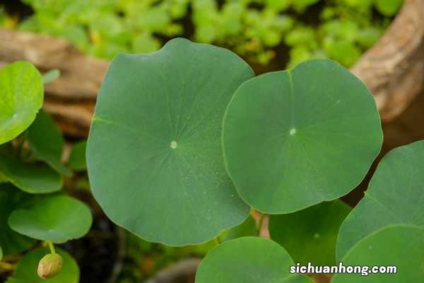 荷花小苗怎么养,怕太阳直射吗
