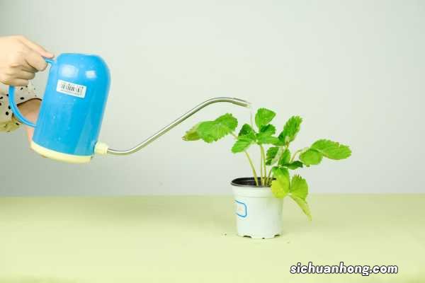 什么的草莓，草莓图片