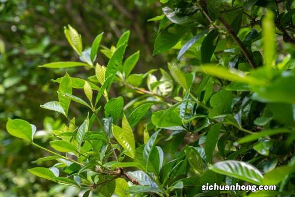 栀子花能在北方养吗,注意什么养护因素