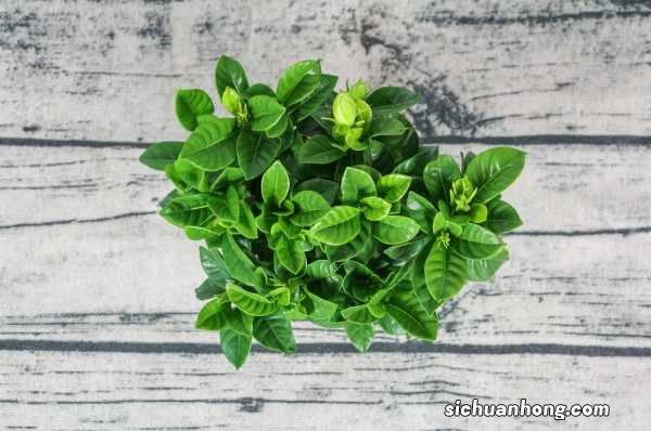 栀子花的介绍，栀子花的花语