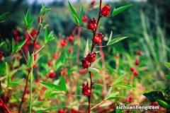 洛神花茶和什么搭配好，洛神花茶图片