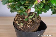 杜鹃换盆时间，换盆注意事项