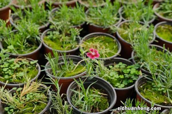 石竹怎么修剪,什么时候修剪