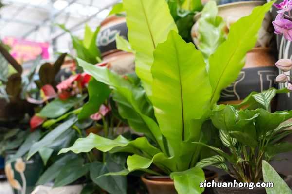 鸟巢蕨怎么养，鸟巢蕨图片