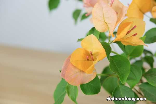 三角梅多少钱，三角梅报价