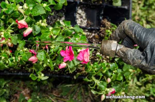 淘米水浇花好吗,浇花的正确方法