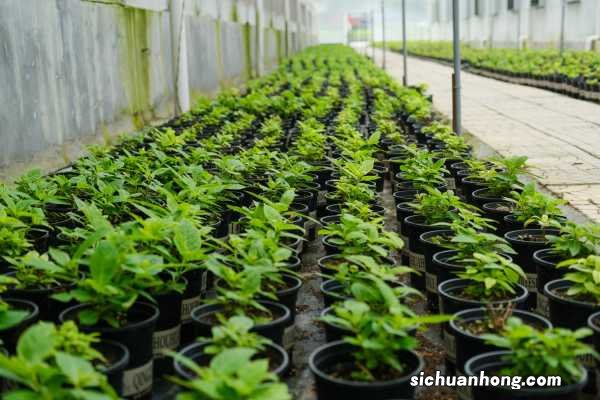 新买的绣球花怎么养