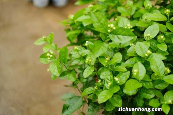 茉莉花可以用淘米水浇吗，浇花生虫怎么办