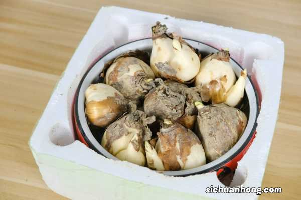 新买的水仙花怎么养