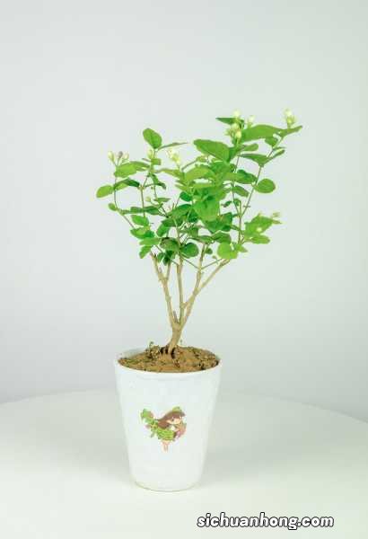 茉莉花开花时间,茉莉花的花期多长