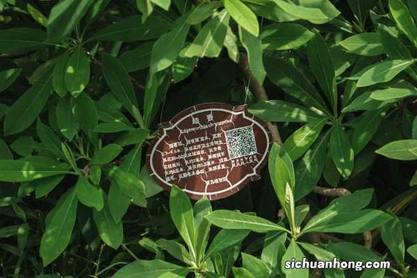 结香花怎么扦插，什么时候扦插