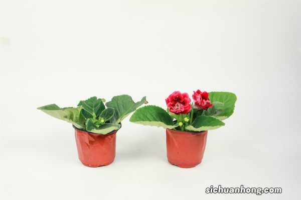 大岩桐不开花怎么回事，怎么催花