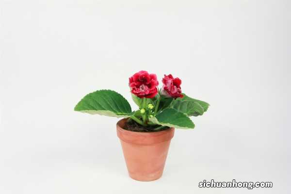 大岩桐不开花怎么回事，怎么催花