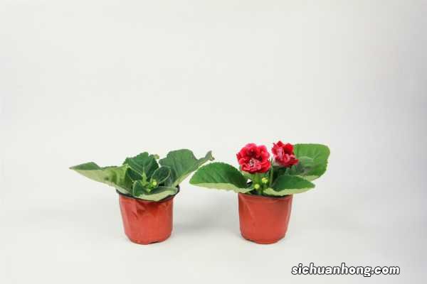 大岩桐不开花怎么回事，怎么催花