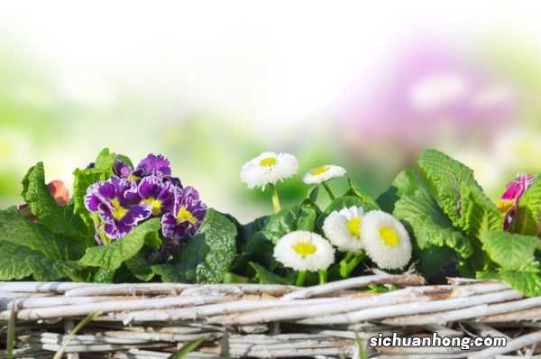 雏菊是什么意思,是送给死去的人吗