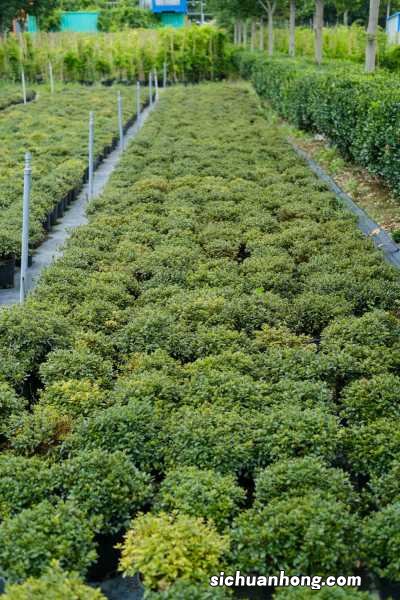 杜鹃花的颜色有哪些，特点是什么