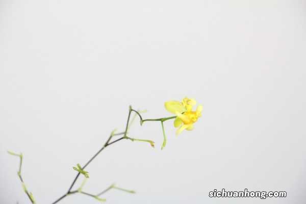 文心兰开花后怎么处理，怎么修剪