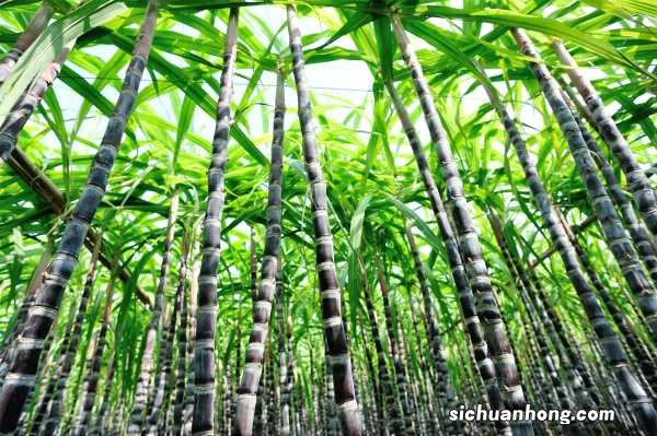 甘蔗的功效介绍 吃甘蔗的好处和坏处