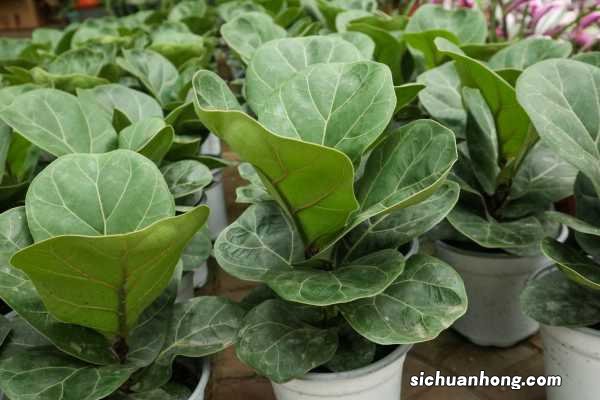 琴叶榕怎么换盆，换盆后如何服盆