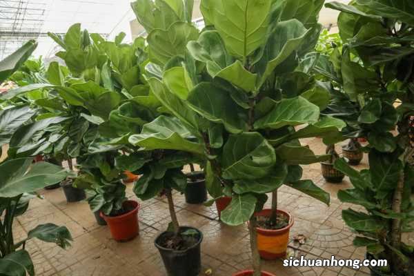 琴叶榕怎么换盆，换盆后如何服盆