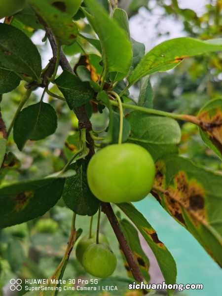 海棠花秋季的养殖方法，怎么扦插