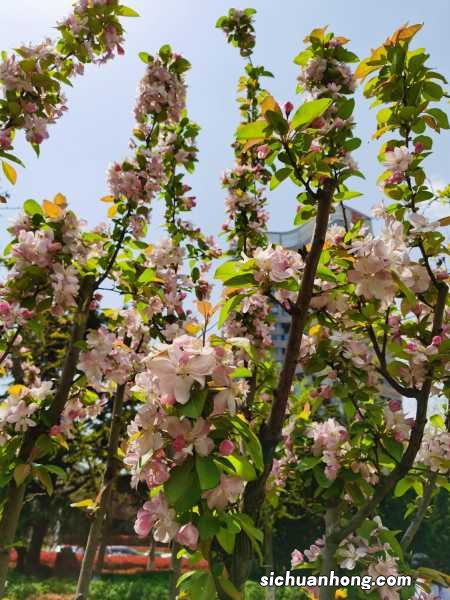 海棠花秋季的养殖方法，怎么扦插