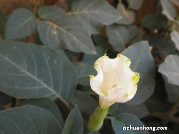 曼陀罗花语和曼陀罗花的寓意