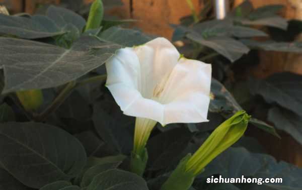 曼陀罗图片：曼陀罗花的功效与作用