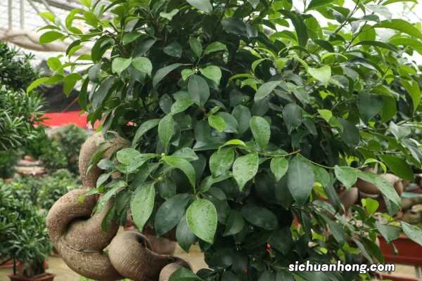 人参榕怎么养才能茂盛,如何养根