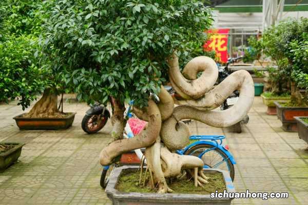 人参榕怎么养才能茂盛,如何养根