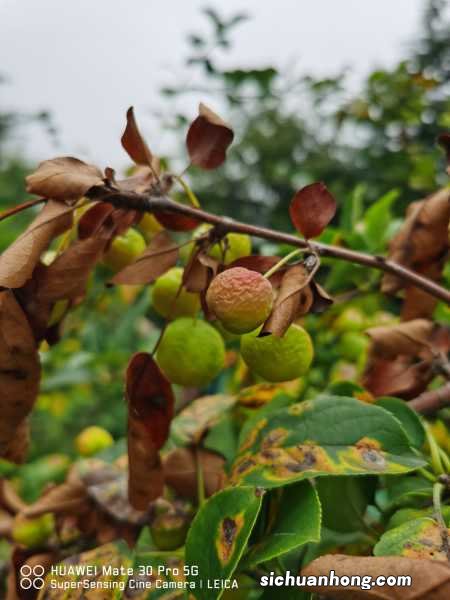 海棠换盆时间,换盆后叶子干了怎么办