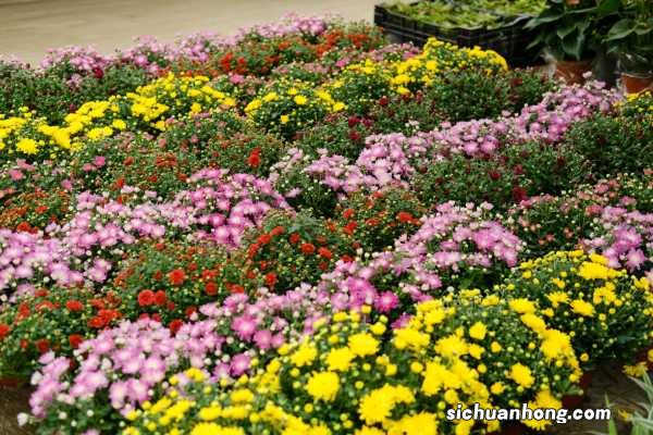 养殖方法详解 多头菊花怎么养殖