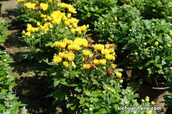 养殖方法详解 多头菊花怎么养殖