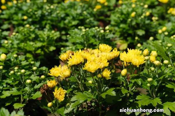 养殖方法详解 多头菊花怎么养殖