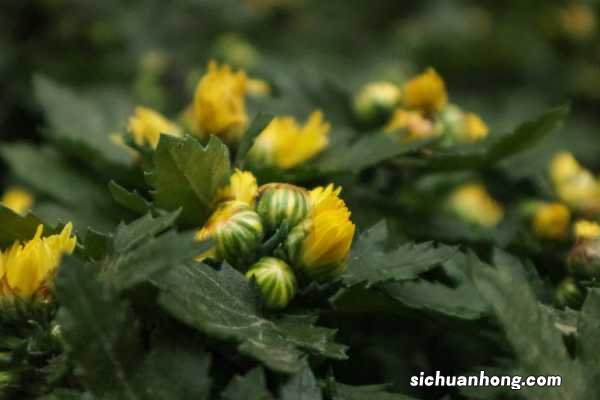 多头菊可以水养吗，怎么水养