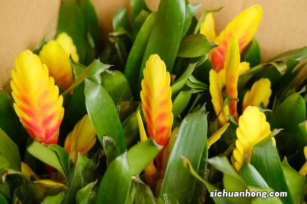 铁兰花开过以后怎么处理，怎么养才能再开花