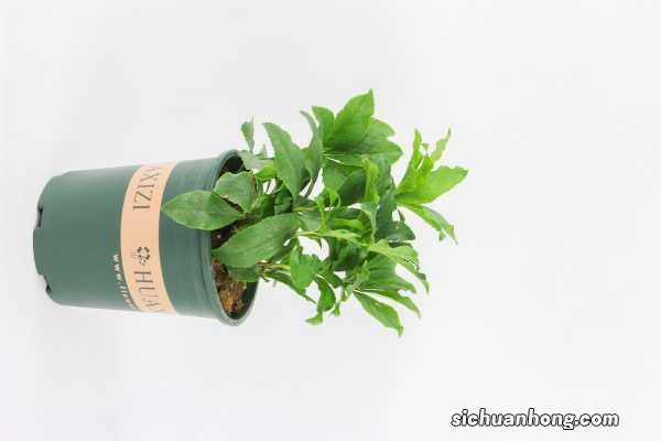 铁筷子怎么繁殖，什么时候种