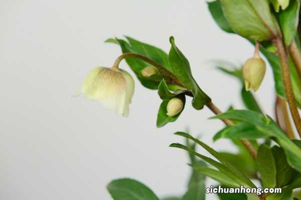 铁筷子怎么繁殖，什么时候种