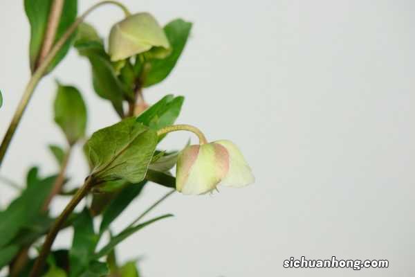 铁筷子花冬天怎么养，耐多少度低温