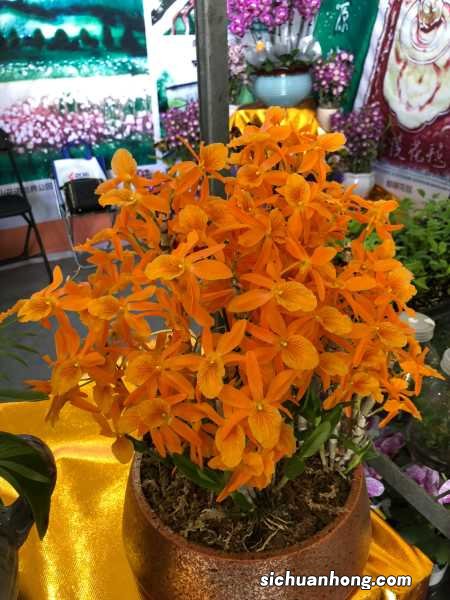 石斛小苗当年能开花吗,长得慢怎么办