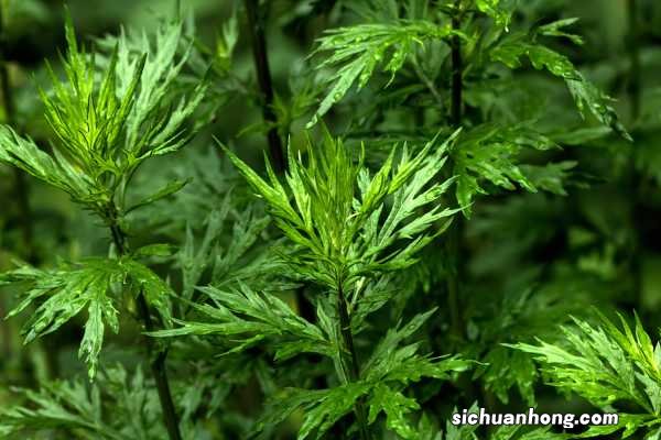 艾叶的作用，艾叶和艾草一样吗