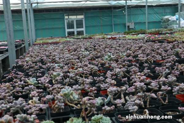 桃蛋怎么养成老桩,怎么养成悬崖桩