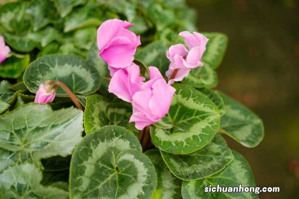 仙客来怎么换盆,几月份换盆好